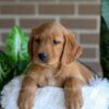 Image of Forrest, a Golden Retriever puppy