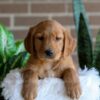 Image of Forrest, a Golden Retriever puppy