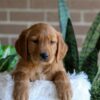 Image of Forrest, a Golden Retriever puppy