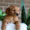 Image of Forrest, a Golden Retriever puppy