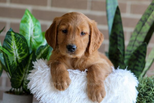 Image of Forrest, a Golden Retriever puppy