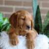 Image of Forrest, a Golden Retriever puppy