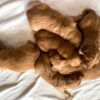 Image of Dark Golden 🤎 May 1st, a Golden Retriever puppy