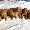 Image of Dark Golden 🤎 May 1st, a Golden Retriever puppy