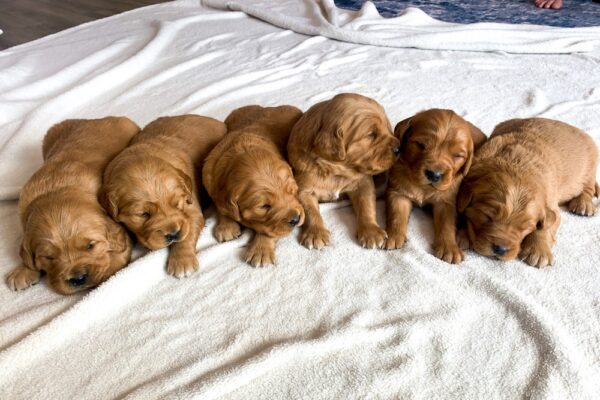 Image of Dark Golden 🤎 May 1st, a Golden Retriever puppy