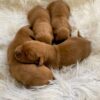 Image of Dark Golden 🤎  May 10, a Golden Retriever puppy