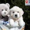 Image of Mario, a Golden Retriever puppy