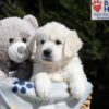 Image of Mario, a Golden Retriever puppy