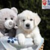 Image of Mario, a Golden Retriever puppy