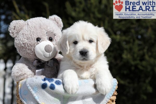 Image of Mario, a Golden Retriever puppy