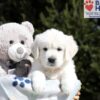 Image of Mario, a Golden Retriever puppy