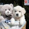 Image of Mario, a Golden Retriever puppy