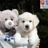 Image of Mario, a Golden Retriever puppy