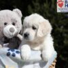 Image of Mario, a Golden Retriever puppy