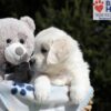 Image of Mario, a Golden Retriever puppy