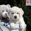 Image of Mario, a Golden Retriever puppy