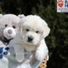 Image of Max, a Golden Retriever puppy