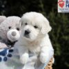 Image of Max, a Golden Retriever puppy