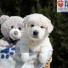 Image of Max, a Golden Retriever puppy