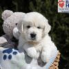 Image of Max, a Golden Retriever puppy