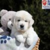 Image of Max, a Golden Retriever puppy
