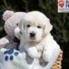 Image of Max, a Golden Retriever puppy