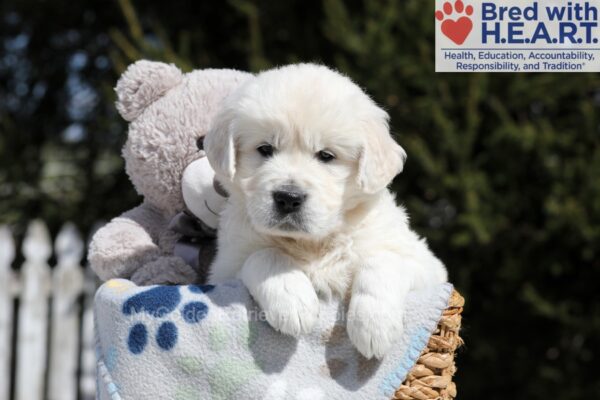 Image of Max, a Golden Retriever puppy