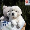 Image of Max, a Golden Retriever puppy