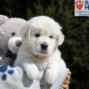 Image of Max, a Golden Retriever puppy