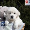 Image of Max, a Golden Retriever puppy