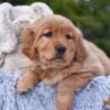 Image of Pagosa, a Golden Retriever puppy