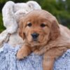 Image of Pagosa, a Golden Retriever puppy