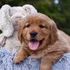 Image of Pagosa, a Golden Retriever puppy