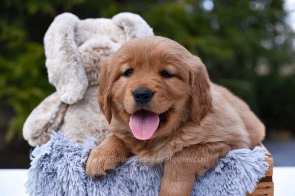 Image of Pagosa, a Golden Retriever puppy