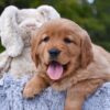 Image of Pagosa, a Golden Retriever puppy