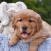 Image of Pagosa, a Golden Retriever puppy