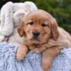 Image of Pagosa, a Golden Retriever puppy