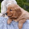 Image of Pagosa, a Golden Retriever puppy