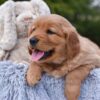 Image of Pagosa, a Golden Retriever puppy