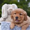 Image of Pagosa, a Golden Retriever puppy