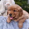 Image of Pagosa, a Golden Retriever puppy