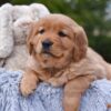 Image of Pagosa, a Golden Retriever puppy