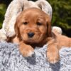 Image of Paisley, a Golden Retriever puppy