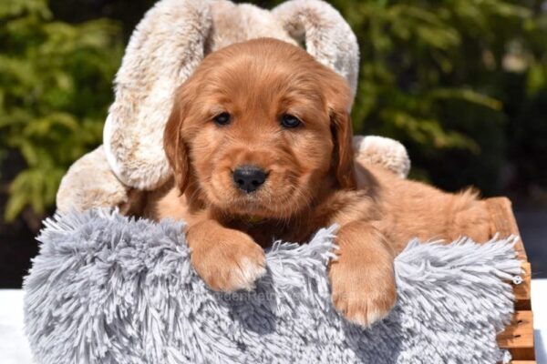 Image of Paisley, a Golden Retriever puppy