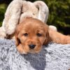 Image of Paisley, a Golden Retriever puppy