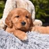 Image of Paisley, a Golden Retriever puppy