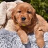 Image of Paisley, a Golden Retriever puppy