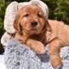 Image of Paisley, a Golden Retriever puppy