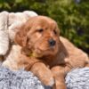 Image of Paisley, a Golden Retriever puppy