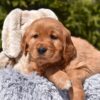 Image of Paisley, a Golden Retriever puppy